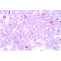Bicone beads 4 mm N. 22 VIOLET AB