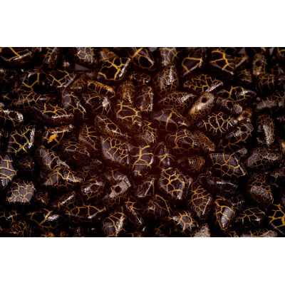 Matubo GemDuo Beads 2 Fori Ionic Jet/Yellow 8x5mm