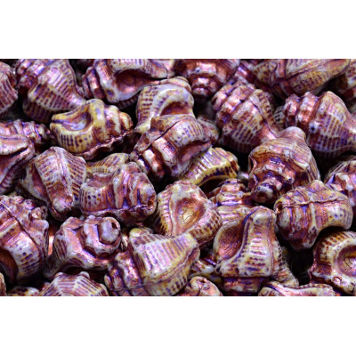 Murex Shell Beads 15x12mm Violet Copper 02010 | Czech Glass Beads