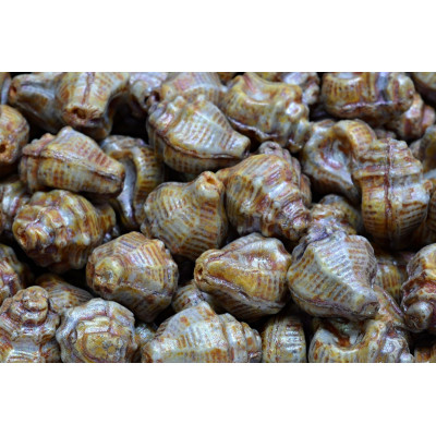 Murex Shell Beads 15x12mm Opaque Grey Spotted 65329 | Rutkovsky