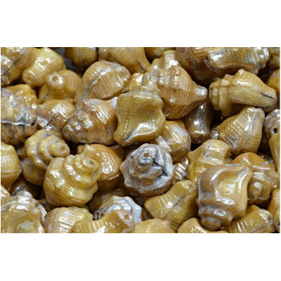 Murex Shell Beads 15x12mm White Alabaster 43400 | Rutkovsky