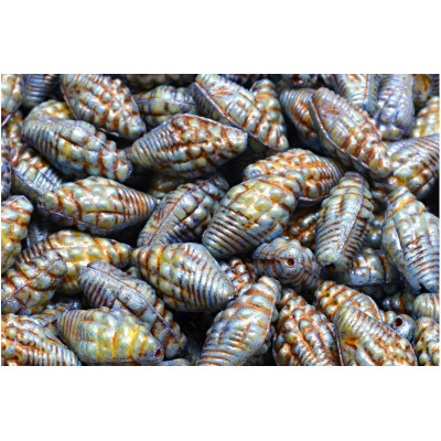 Miter Shell Beads 16x8mm Teal Brown 02010-65321-54317 | Rutkovsky