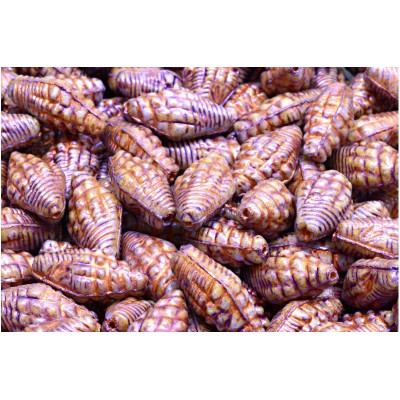 Miter Shell Beads 16x8mm Ivory Copper 02010-65321-54319 | Rutkovsky