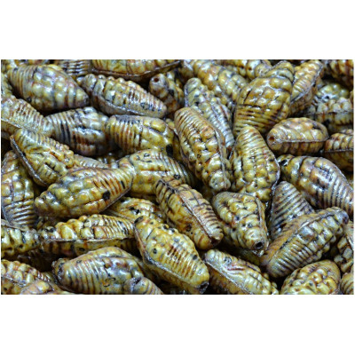 Miter Shell Beads 16x8mm Opaque Grey Spotted 65329 | Rutkovsky