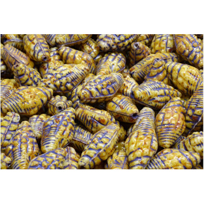 Miter Shell Beads 16x8mm Alabaster Travertine 02010-86800-54325