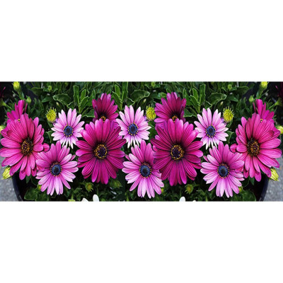 Diamond painting- Flowers-N°57 110x50 | Kit Mosaïque