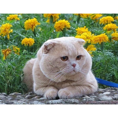 Diamond painting-Chat-N°106 40x50 | Kit Mosaïque