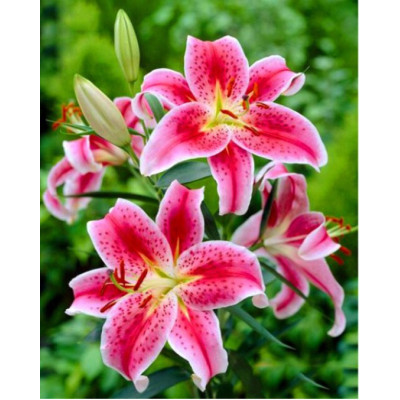 Diamond painting- Pink lily-N.594 65x85 