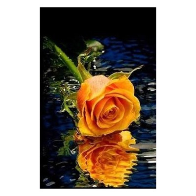 Diamond painting- Orange rose-Nr.606 40x60