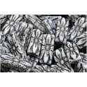 Flower Rectangle Beads 20x8mm White Black 02010-43815 | Czech Glass