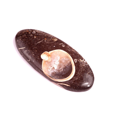 Cabochon Colus Fossil No. 240 (54x24mm)