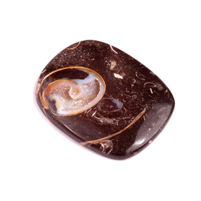 Cabochon Colus Fossil No. 245 (50x41mm)