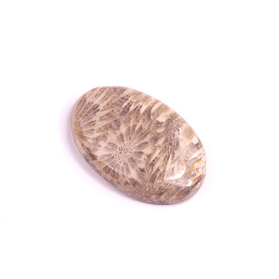 Cabochon Fossil Coral No. 2077 (28x19x5mm)
