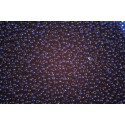 PRECIOSA Seed beads 10/0 N. 714 Blue