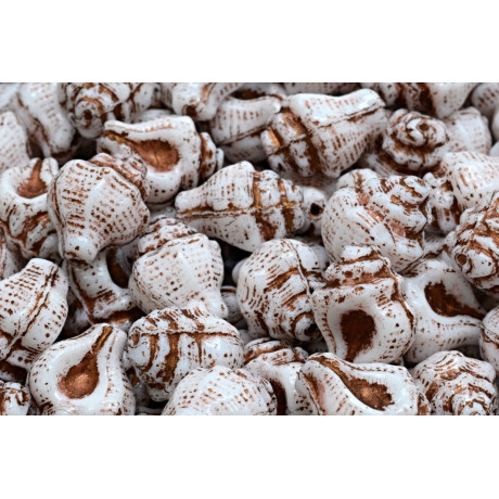 Perline Conchiglia Murex 15x12 mm