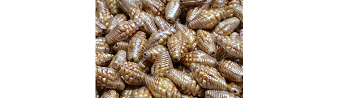 Miter Shell Beads 16x8mm