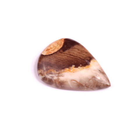 Jaspe Racine de Palmier